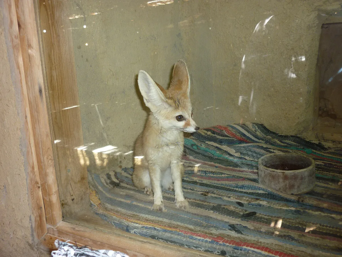 Fennec Fox Encounter in the Sahara activity in Sahara Desert, Algeria - image 1