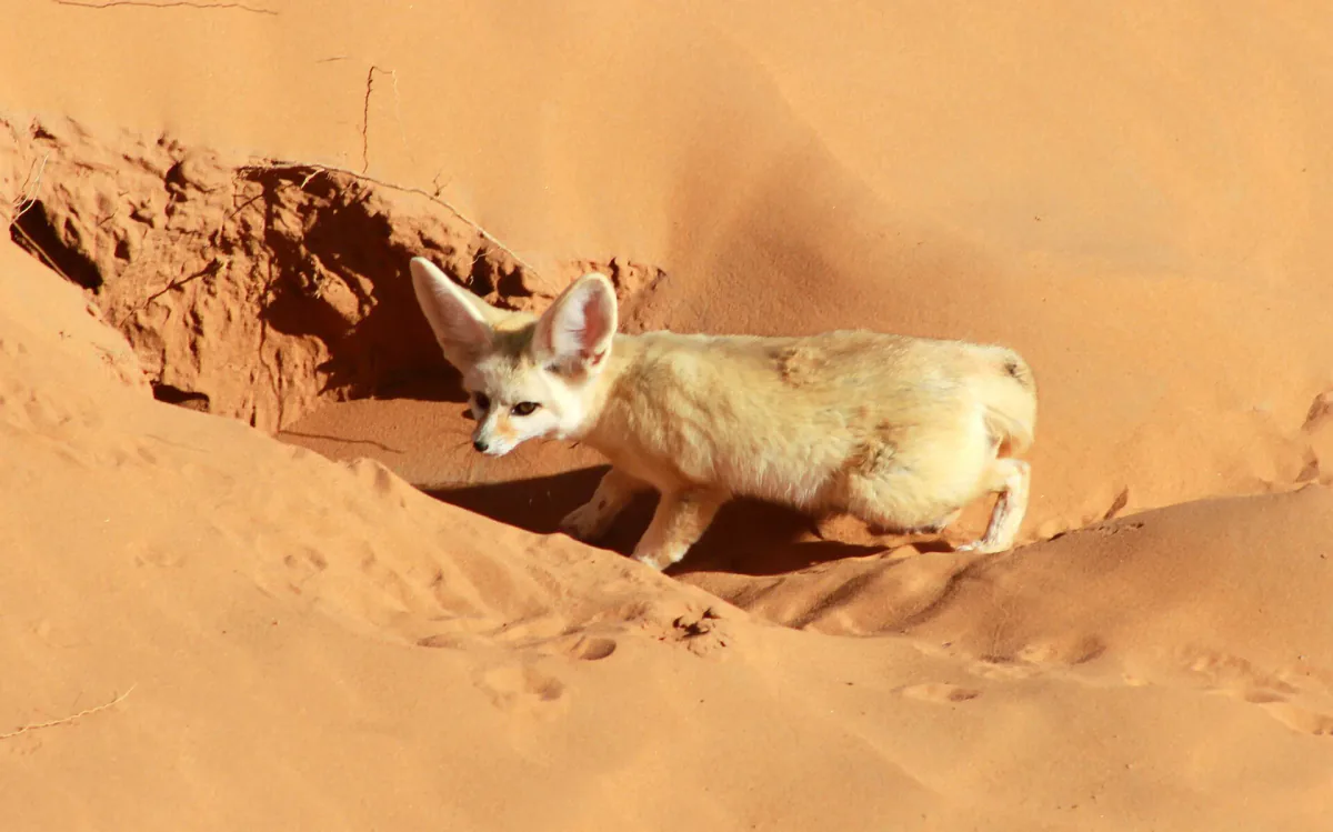 Fennec Fox Encounter in the Sahara activity in Sahara Desert, Algeria - image 2