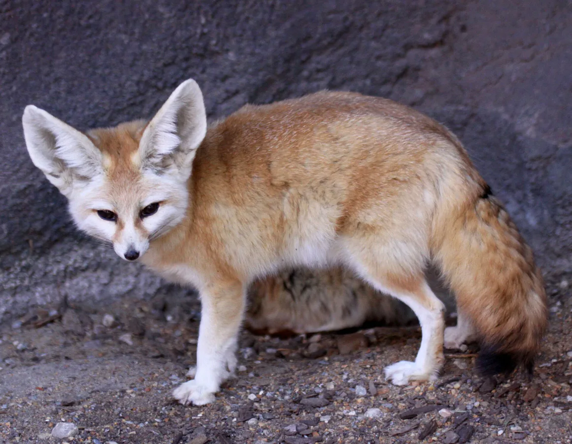 Fennec Fox Encounter in the Sahara activity in Sahara Desert, Algeria - image 3