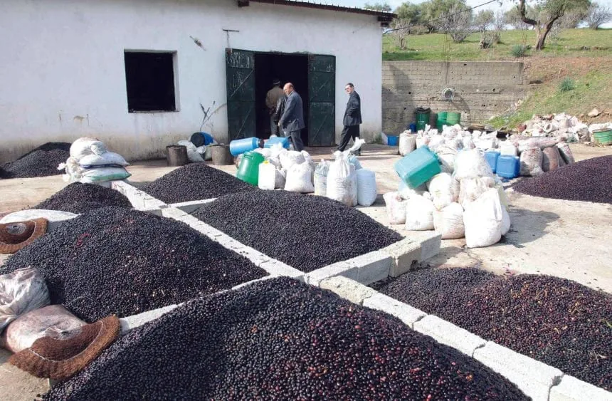 卡比利工匠体验 activity in Kabylie, Algeria - image 3