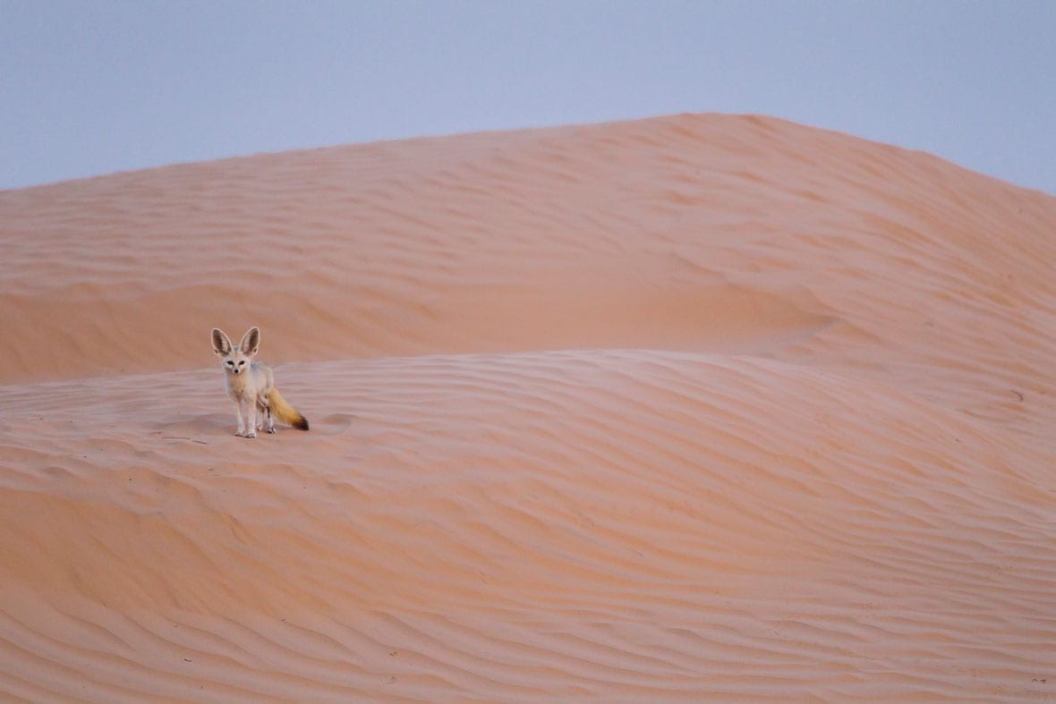 Safári no Deserto Ocidental de Grand Erg - Image 2