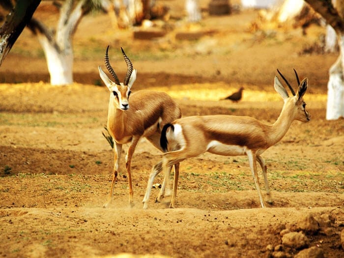 Montanhas Hoggar e cultura tuaregue - Image 3