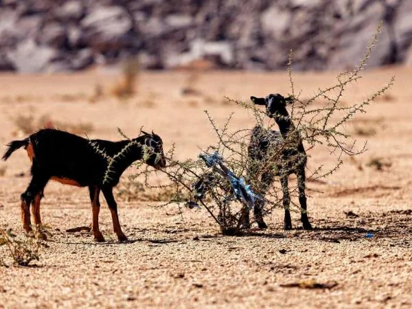 Tassili N'Ajjer Felskunst-Expedition - Image 3